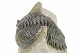 Detailed Hollardops Trilobite - Orange Eye Preservation #273444-1